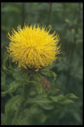 133026 Star Thistle, (Centaurea Macrophala) A4 Photo Print
