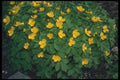 133027 Chelidonium Japonicum A4 Photo Print