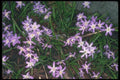 133028 Glory Of The Snow, (Chionodoxa Luciliae) A4 Photo Print