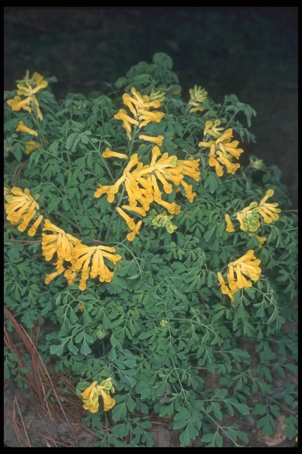 133029 Corydale, (Corydalis Lutea) A4 Photo Print