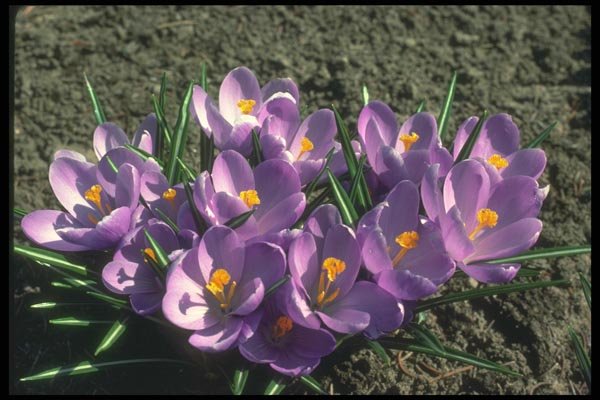 133030 Crocus, Queen Of The Blues, (Crocus Vernus) A4 Photo Print