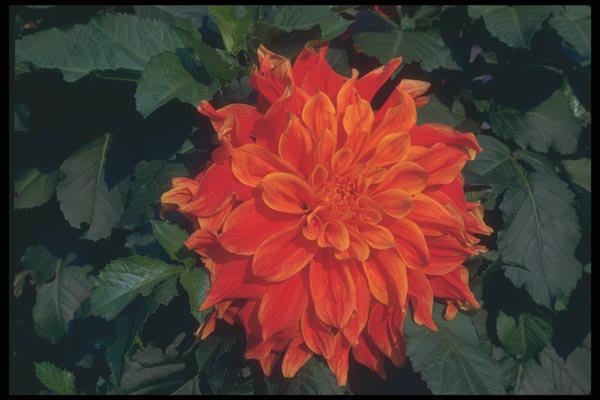 133031 Aurther Godfrey Dahlia A4 Photo Print