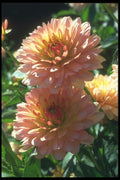 133032 Ferncliff Daybreak Dahlia A4 Photo Print