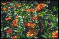 133033 Golden Cloud Dahlia A4 Photo Print