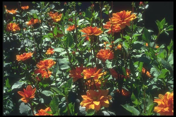 133033 Golden Cloud Dahlia A4 Photo Print
