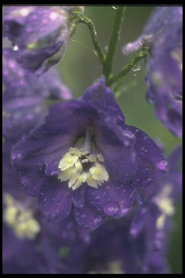 133034 Larkspur, (Delphinium Hybride) A4 Photo Print