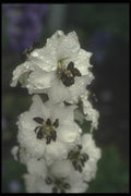 133035 Larkspur, (Delphinium Hybride) A4 Photo Print