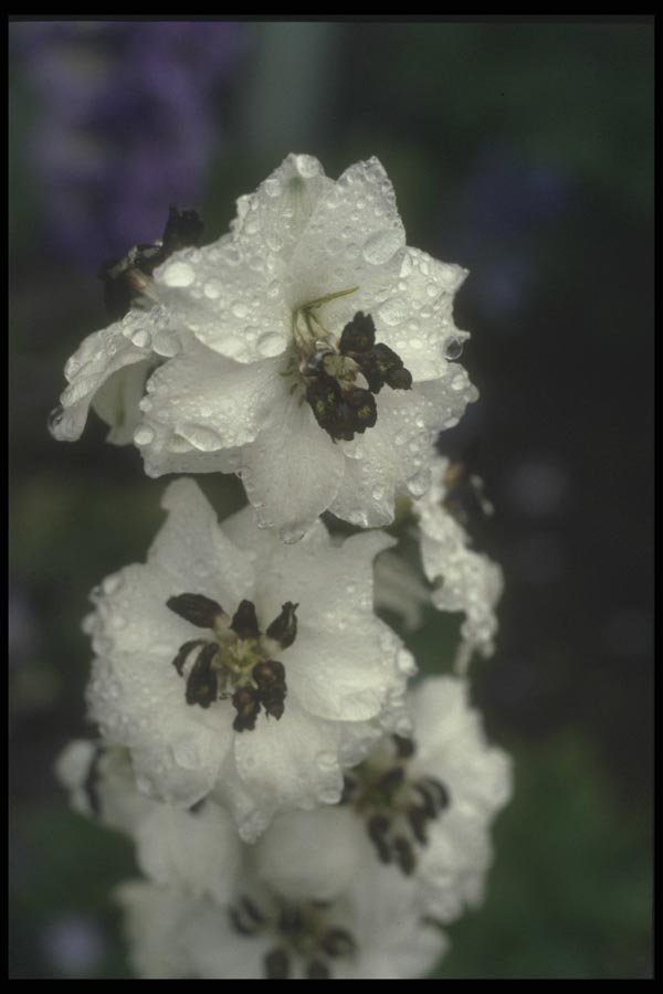 133035 Larkspur, (Delphinium Hybride) A4 Photo Print