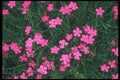 133036 Maiden Pink, (Dianthus Deltoides) A4 Photo Print