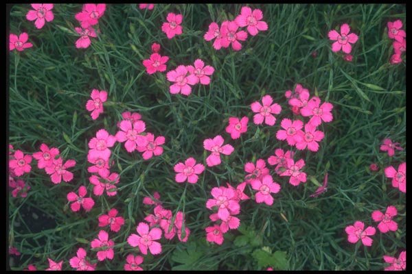 133036 Maiden Pink, (Dianthus Deltoides) A4 Photo Print