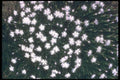 133037 White Cluster, (Dianthus Hyssopifolius) A4 Photo Print