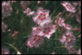 133038 Light Pink, (Dianthus Plumarus) A4 Photo Print