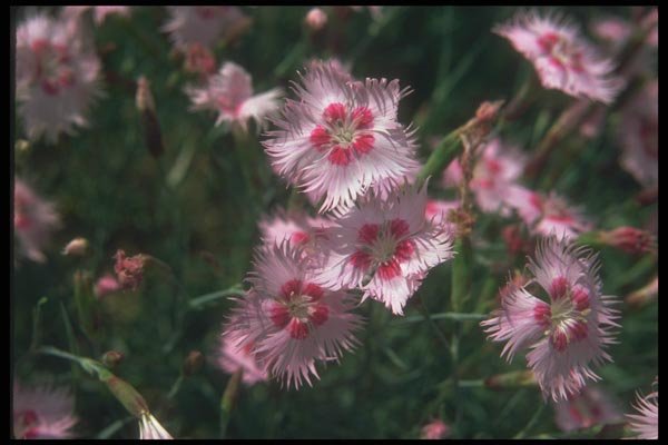 133038 Light Pink, (Dianthus Plumarus) A4 Photo Print