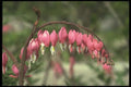 133039 Bleeding Heart, (Dicentra Spectabilis) A4 Photo Print