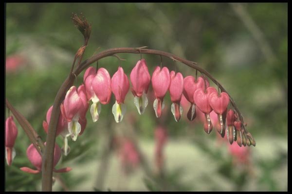 133039 Bleeding Heart, (Dicentra Spectabilis) A4 Photo Print