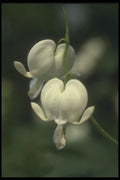 133040 Bleeding Heart, (Dicentra Spectabilis) A4 Photo Print