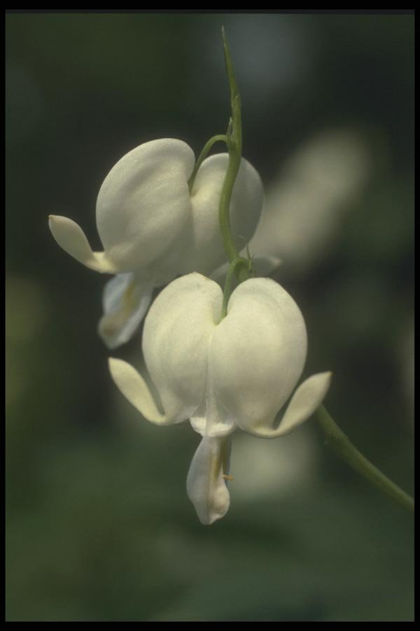 133040 Bleeding Heart, (Dicentra Spectabilis) A4 Photo Print