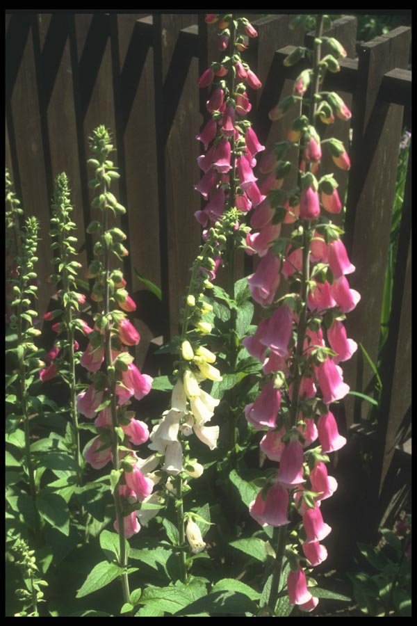 133041 Common Foxglove, (Digitalis Purpurea) A4 Photo Print