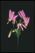 133042 Sailor Caps, (Dodecatheon Hendersonii) A4 Photo Print