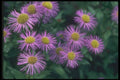 133043 Merstham Glory, (Erigeron) A4 Photo Print