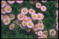 133044 Rosa Jewel, (Erigeron) A4 Photo Print