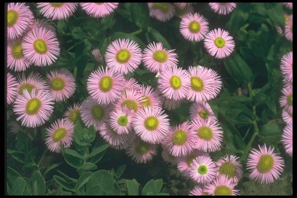 133044 Rosa Jewel, (Erigeron) A4 Photo Print