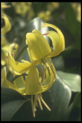 133045 Kondo Yellow, (Erythronium) A4 Photo Print