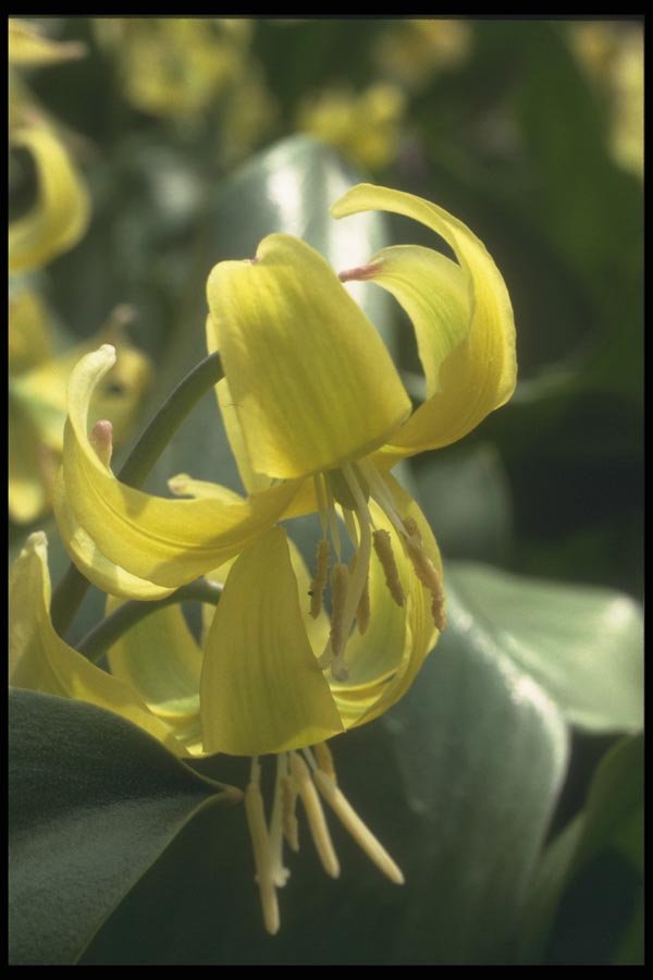 133045 Kondo Yellow, (Erythronium) A4 Photo Print