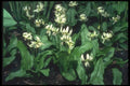 133046 White Cluster, (Erythronium Dens Canis) A4 Photo Print