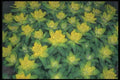 133047 Yellow Cluster, (Euphorbia Polychroma) A4 Photo Print