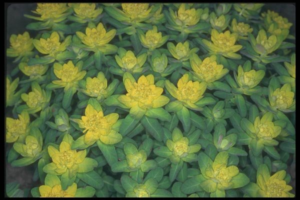 133047 Yellow Cluster, (Euphorbia Polychroma) A4 Photo Print