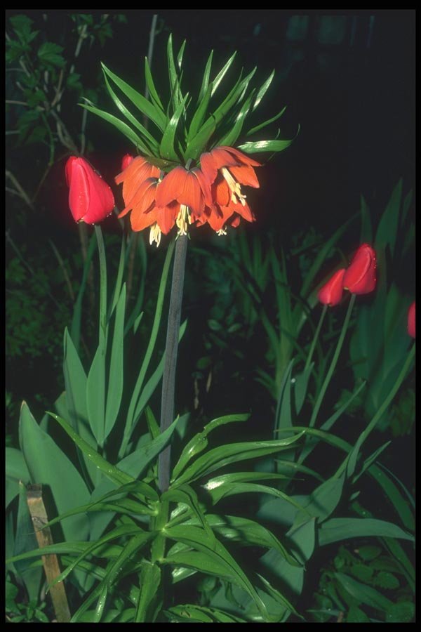 133048 Crown Imperial, (Fritillaria Imperialis) A4 Photo Print
