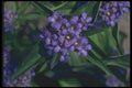 133049 Gentiana Kurroo A4 Photo Print