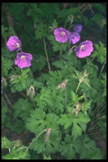 133050 Johnson Blue, (Geranium) A4 Photo Print