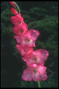 133051 Big Time Gladiolus A4 Photo Print