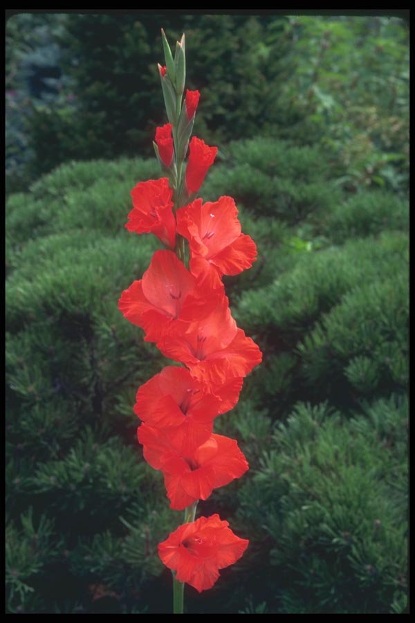 133052 Tiger Flame Gladiolus A4 Photo Print