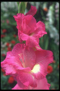 133053 Wind Song Gladiolus A4 Photo Print