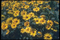 133054 Sommesonne, (Heliopsis Heliathoides) A4 Photo Print