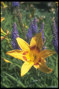 133055 Mikado Daylilies, (Hemerocallis) A4 Photo Print