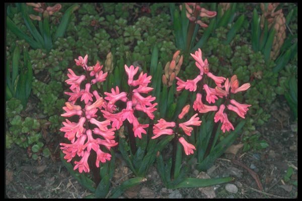 133056 Common Hyacinthe, (Hyacinthsus Orientalis) A4 Photo Print