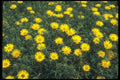 133057 Yellow Daisies, (Inula Ensifolia) A4 Photo Print