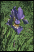 133058 Good Measure Flag, (Iris) A4 Photo Print