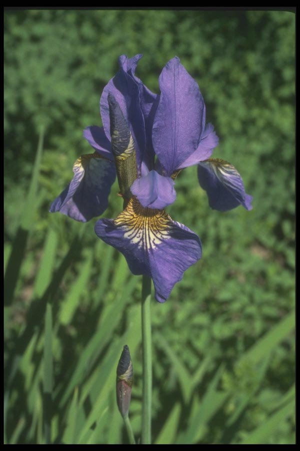 133058 Good Measure Flag, (Iris) A4 Photo Print