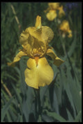 133059 Prismatica Flag, (Iris) A4 Photo Print