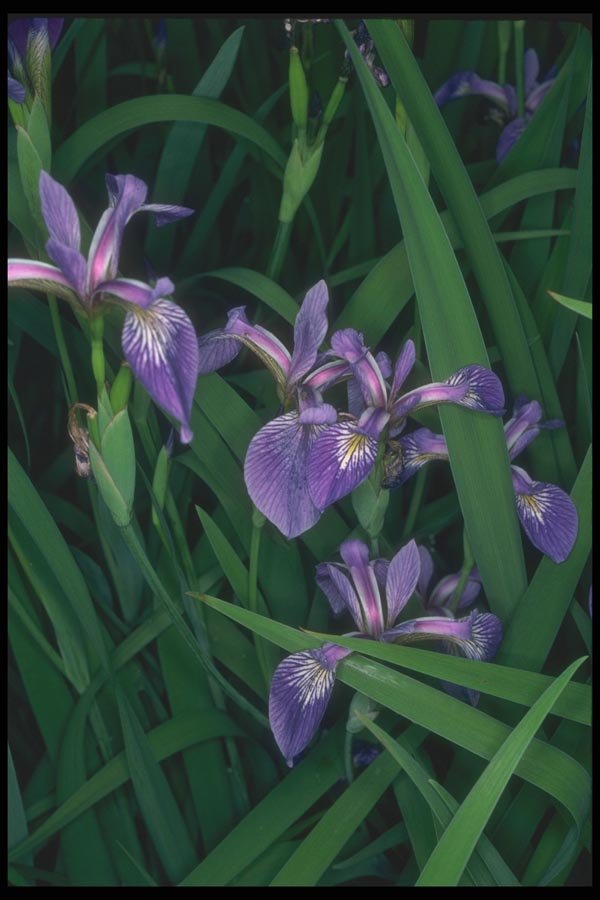 133060 Sibirica Flag, (Iris) A4 Photo Print