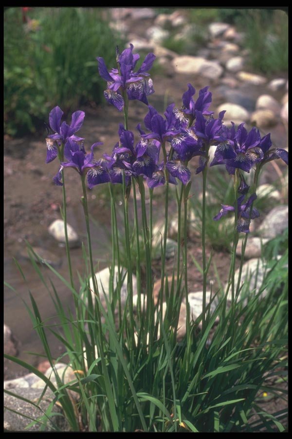 133061 Japanese Waterlily, (Iris) A4 Photo Print