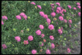 133062 Blue Buttons, (Knautia Arvensis) A4 Photo Print