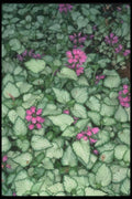133063 Dead Nettle, (Lamium Maculatum) A4 Photo Print