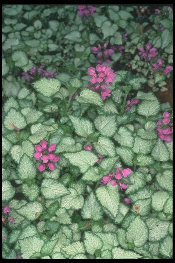 133063 Dead Nettle, (Lamium Maculatum) A4 Photo Print