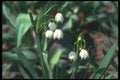 133064 Summer Snowflake, (Leucojum Aestivum) A4 Photo Print